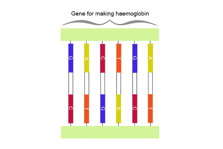 Graphic of haemoglobin gene segment of a DNA strand